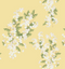 Daisy Fern